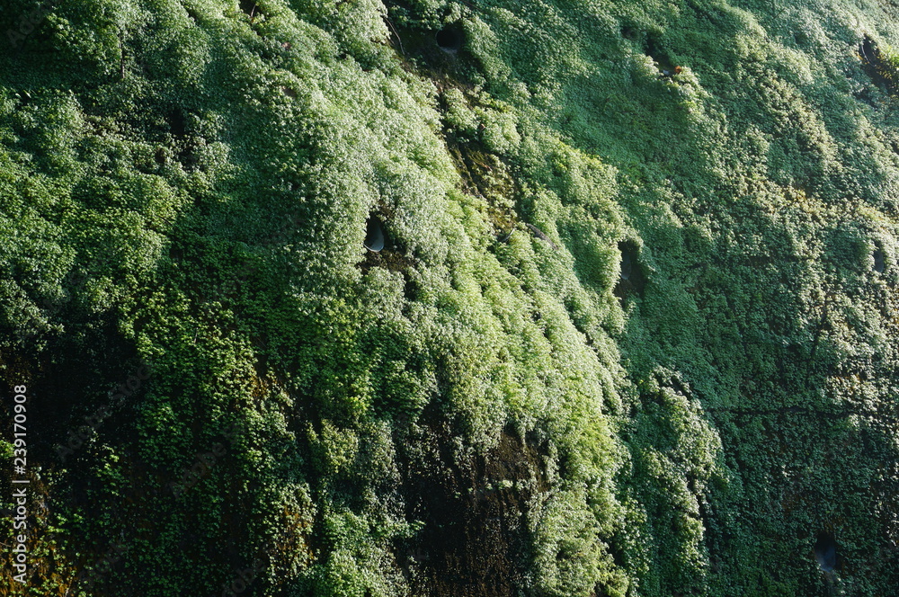 Moss under the sun Moss under the sun