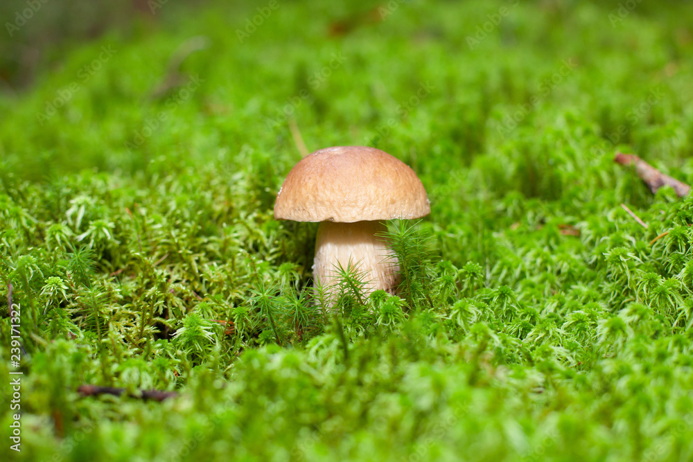 One eatable mushroom in wet moss in forest One eatable mushroom in wet moss in forest