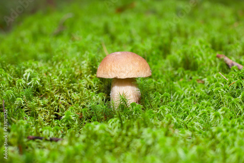 One eatable mushroom in wet moss in forest
