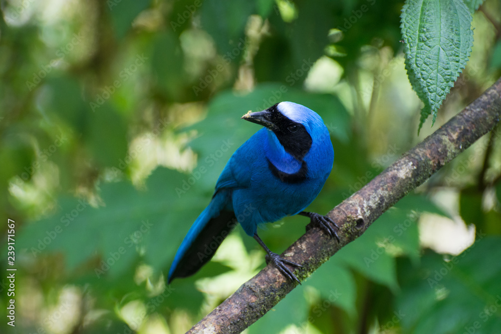 Turquoise Jay in tree Mindo Cloud Forest Ecuador Turquoise Jay in tree Mindo Cloud Forest Ecuador