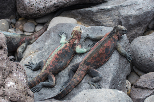 Marine iguanas lying on lava rocks beach Galapagos Islands Pacific Ocean