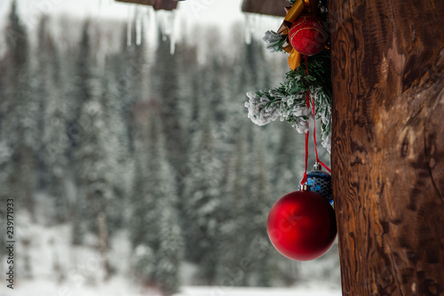 Ready for New year in pine ...