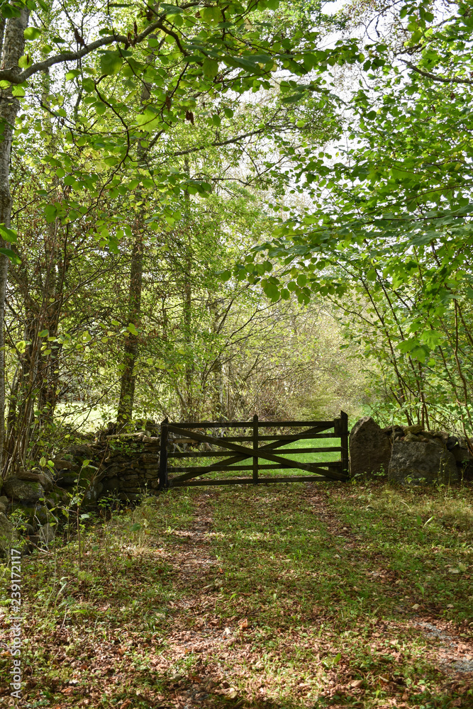 Deciduous forest with an old wooden gate Deciduous forest with an old wooden gate