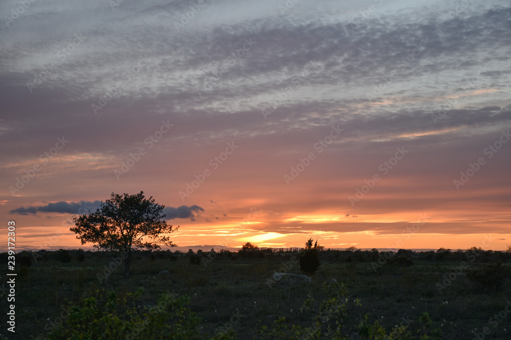 Beautiful sunset with a single tree