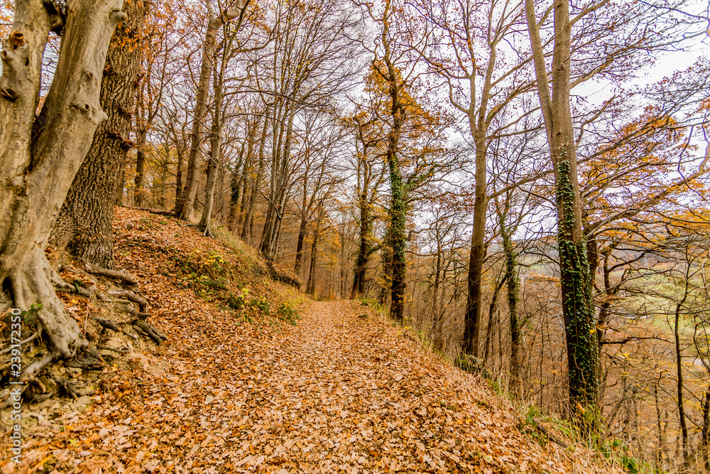 Obraz premium Forest landscape with a hiking trail on a hill surrounded by bare trees, ground covered with dry leaves against a cloudy sky in background, autumn day in Theux, Belgian Ardennes