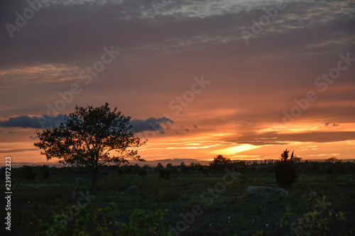 Sunset landscape with a tree silhouette