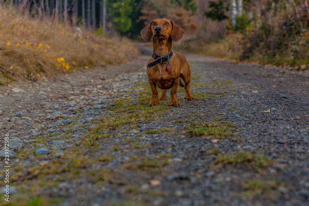 Dachshund standing on a stone path looking very attentive looking up in the forest on a beautiful and cloudy autumn day in the Belgian Ardennes, copy space Dachshund standing on a stone path looking very attentive looking up in the forest on a beautiful and cloudy autumn day in the Belgian Ardennes, copy space