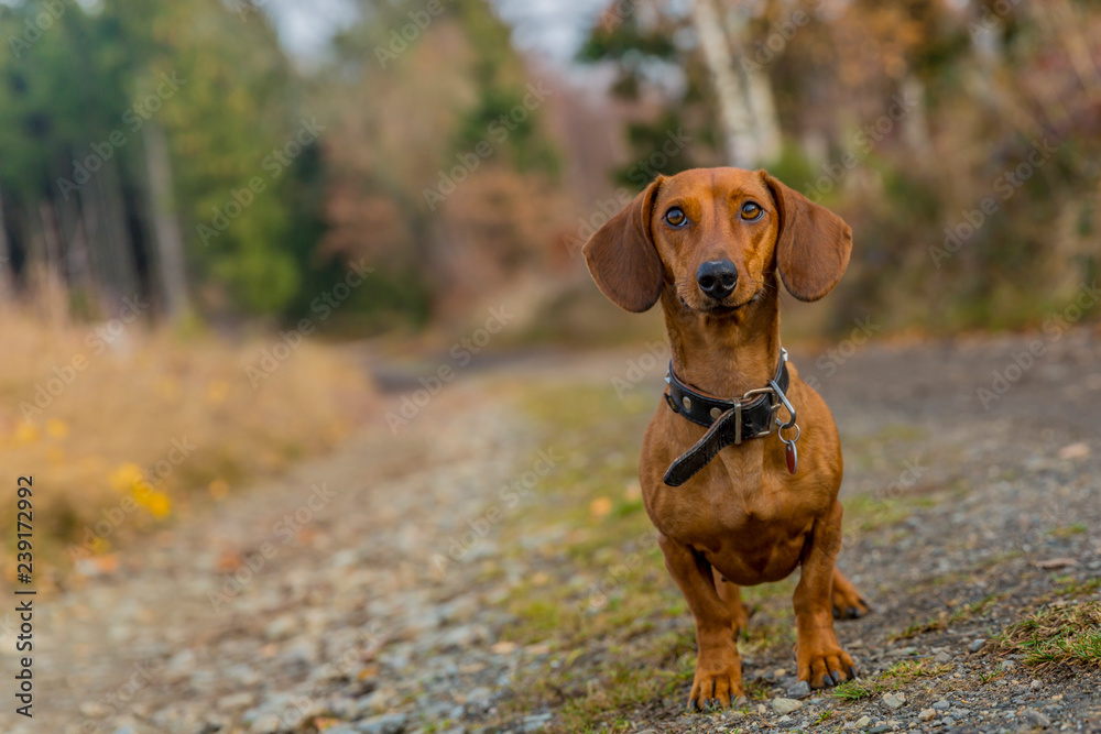 Dachshund standing on a stone path looking very attentive looking at you in the forest on a beautiful and cloudy autumn day in the Belgian Ardennes, copy space or space for text