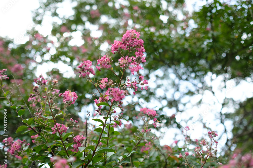 flowers of a tree