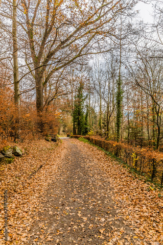 Path between bare trees against cloudy sky in background, ground covered by brown dry leaves, small bush as fence, autumn day in forest, Vielsalm in the Belgian Ardennes