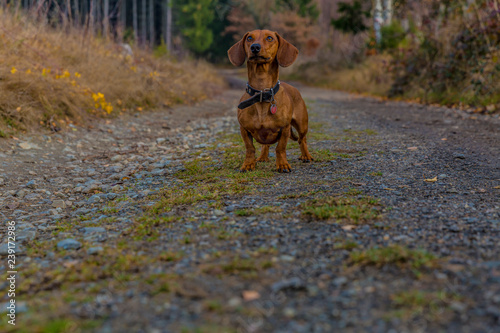Dachshund standing on a stone path looking very attentive looking up in the forest on a beautiful and cloudy autumn day in the Belgian Ardennes, copy space