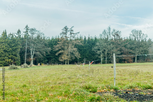 beautiful image of a meadow with wooden poles and wire with red white tape and a forest in the background on a cloudy day and with winter haze in the Belgian Ardennes
