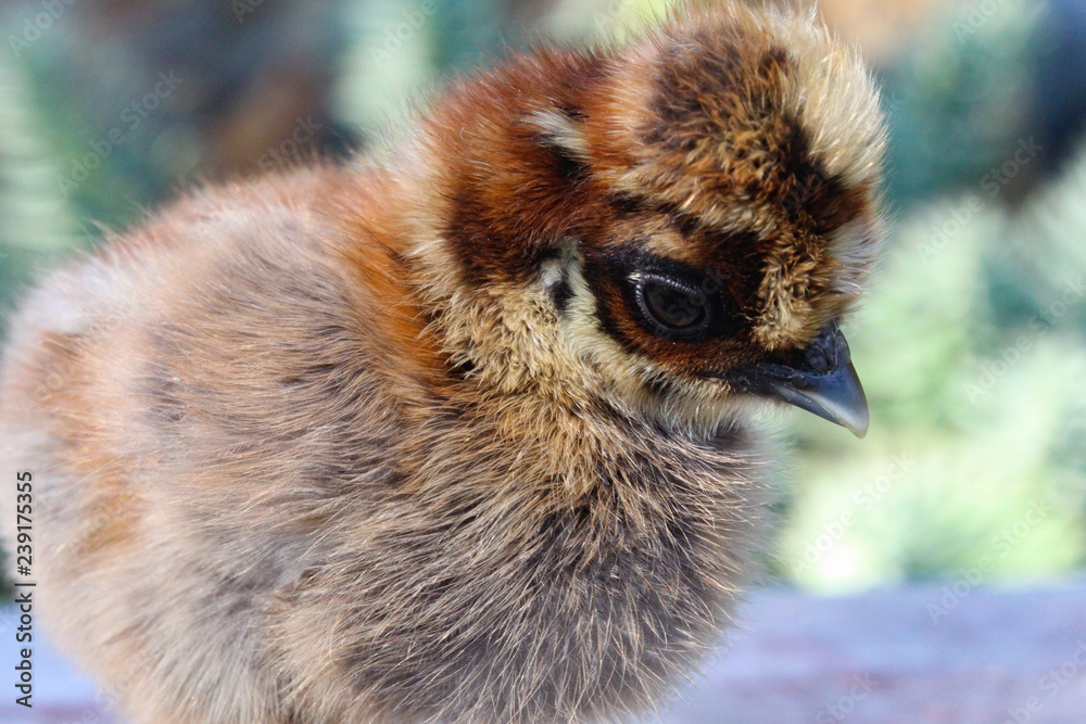 Fototapeta premium Close Up Bantam Silkie