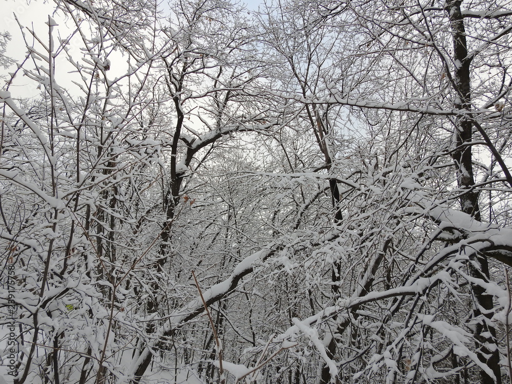 Forest in snow Forest in snow