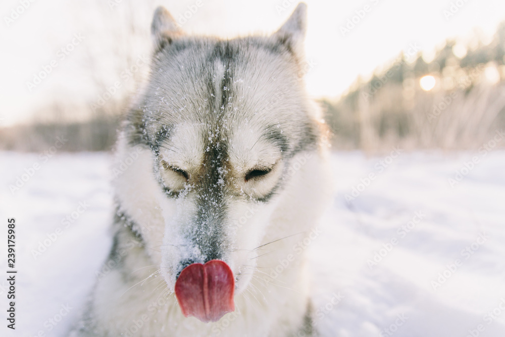 Fototapeta premium Husky dog on snowy field in winter forest. Pedigree dog licking nose