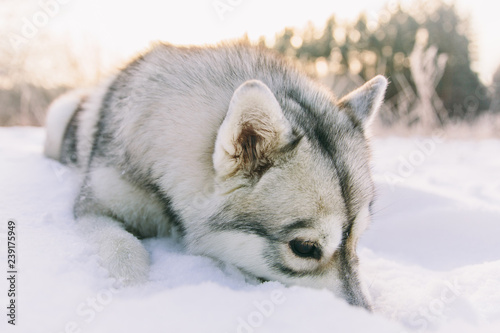 Husky dog on snowy field in winter forest. Pedigree dog lying on the snow © alexander132