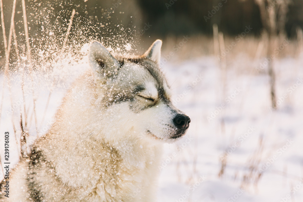 Obraz premium Husky dog on snowy field in winter forest. Pedigree dog