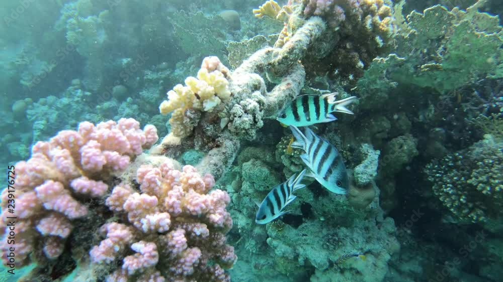 The underwater world of the Red Sea near the coast of Sharm El Sheikh on the Sinai in Egypt. Corals and fish in clear sea water with a tropical climate. Beautiful sea background. Water background The underwater world of the Red Sea near the coast of Sharm El Sheikh on the Sinai in Egypt. Corals and fish in clear sea water with a tropical climate. Beautiful sea background. Water background