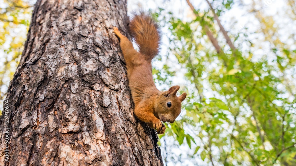 Beautiful Squirrel close up sits on the tree, Tomsk Beautiful Squirrel close up sits on the tree, Tomsk