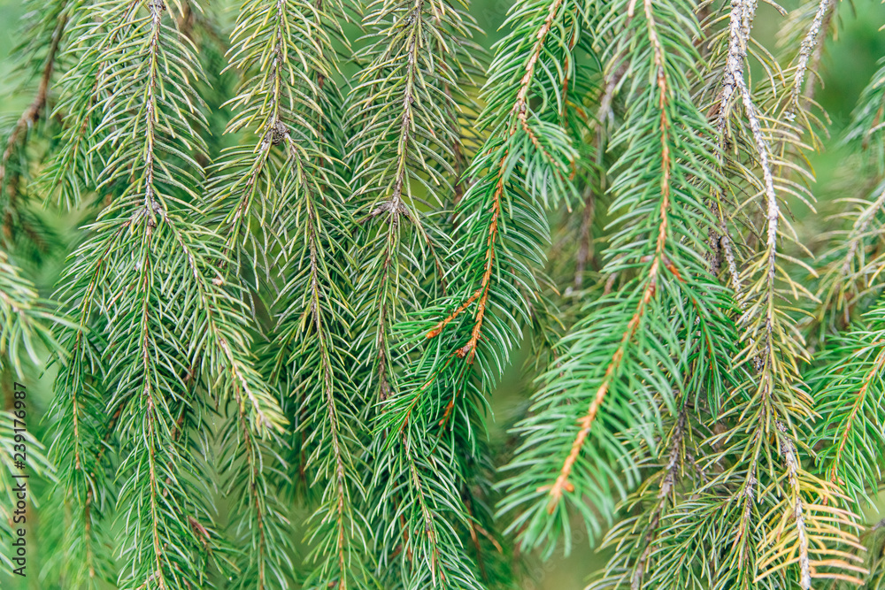 green pine background.copy space.nature,forest