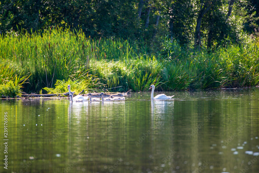 flock of wild birds resting in water near shore flock of wild birds resting in water near shore