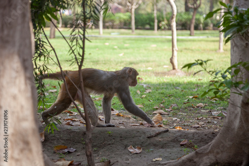 monkey in forest from behind walking away