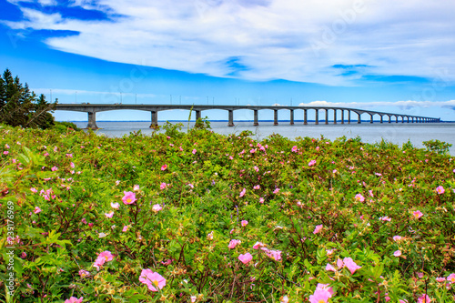 View of confederation bridge with flowers in front photo