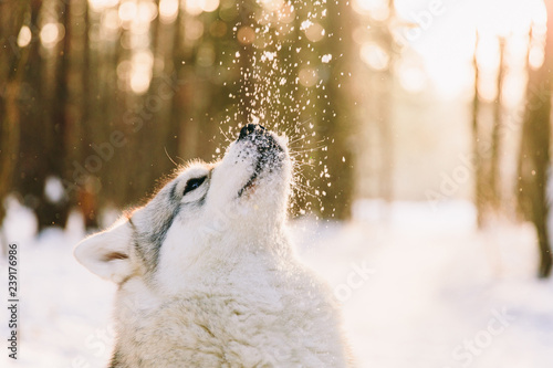 Husky dog on snowy field in winter forest. Pedigree dog playing with snowflakes on a sunset