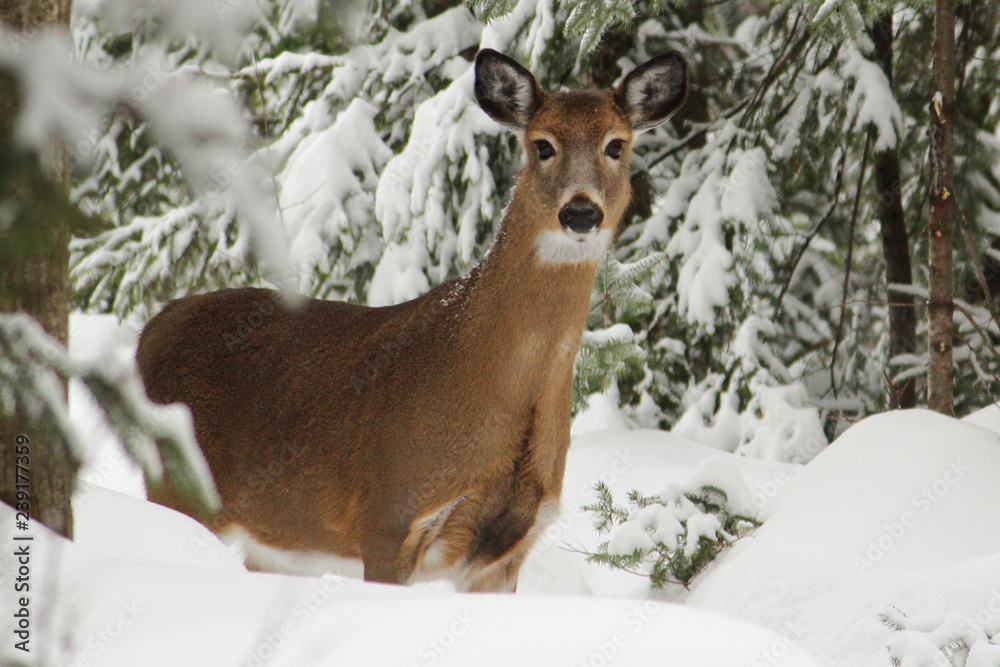 Group of deer standing in the forest Group of deer standing in the forest
