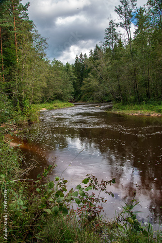 wavy river in forest in green summer