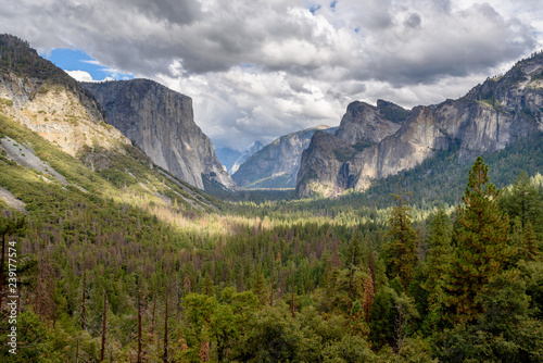 Green landscape in the valley of Yosemite National Park