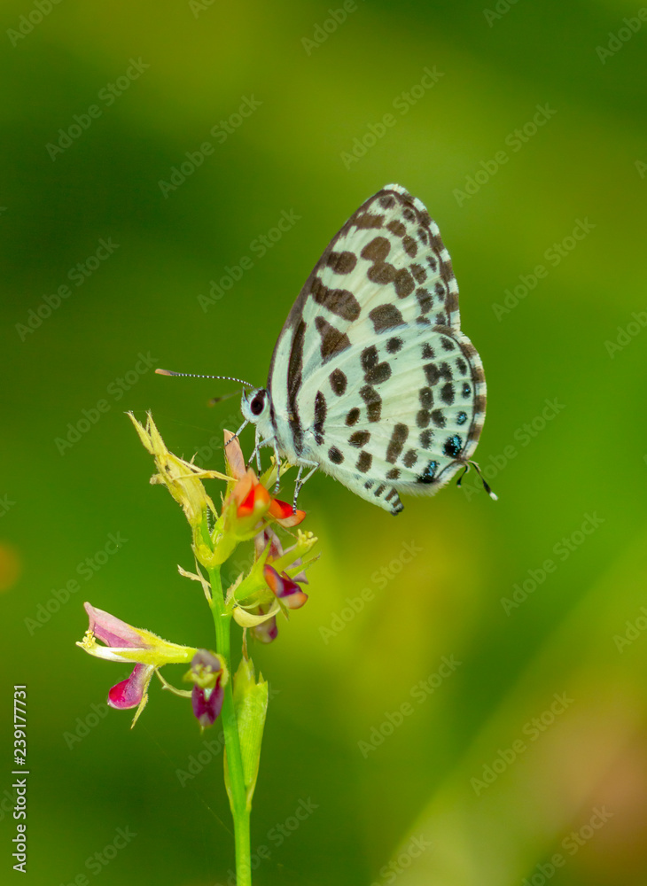 Obraz premium butterfly on flower