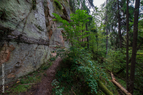 sandstone cliffs with tourist trail on river of gauja  Latvia