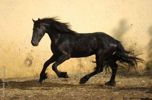 black horse running © Sonja