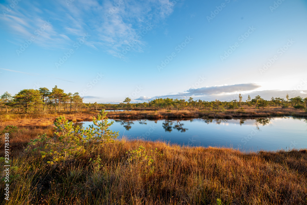 morning mist in the swamp area in sunrise