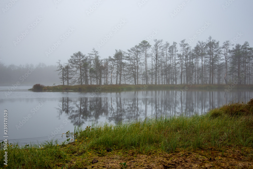 Fototapeta premium morning mist in the swamp area in sunrise
