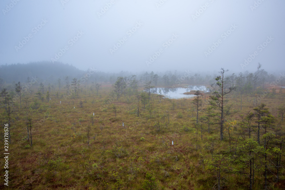 morning mist in the swamp area in sunrise