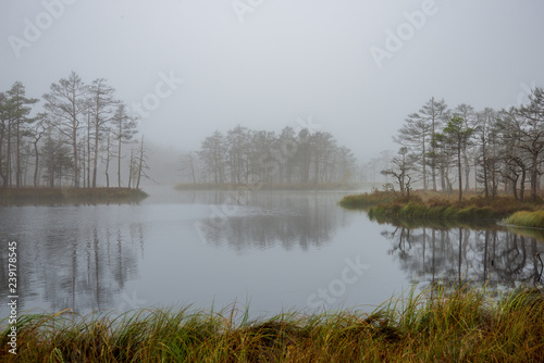 morning mist in the swamp area in sunrise