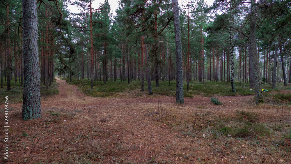 naked pine tree forest before winter naked pine tree forest before winter