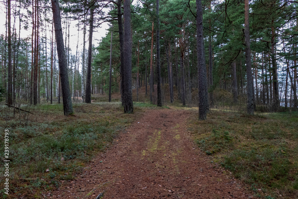 Obraz premium naked pine tree forest before winter