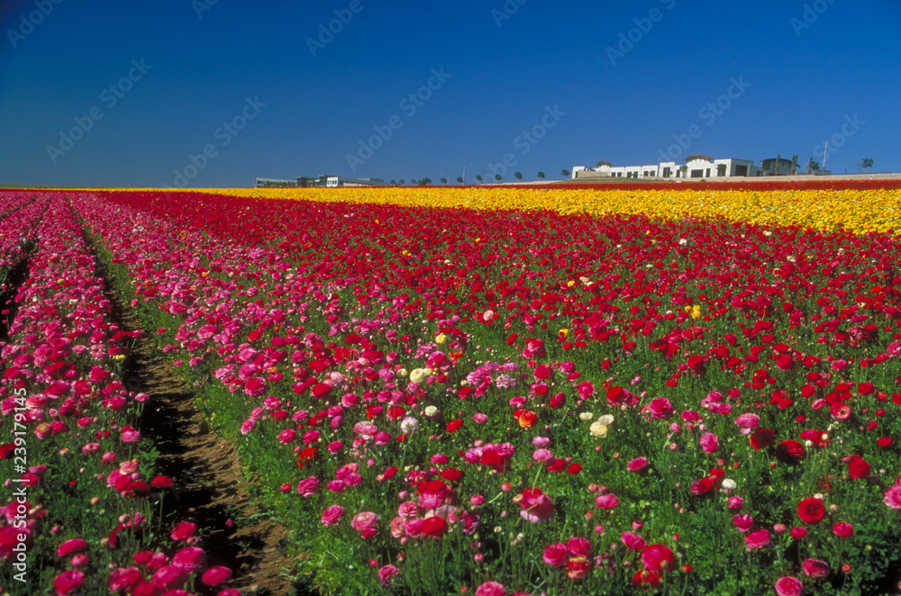 Carlsbad Flower Fields in San Diego County