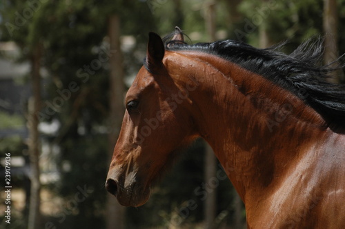 Andalusian mare