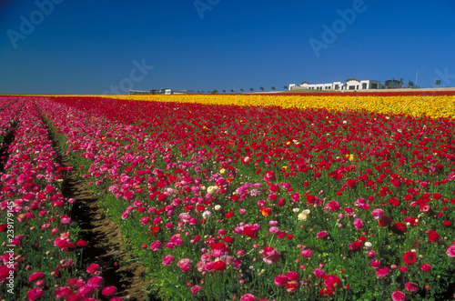 Carlsbad Flower Fields in San Diego County