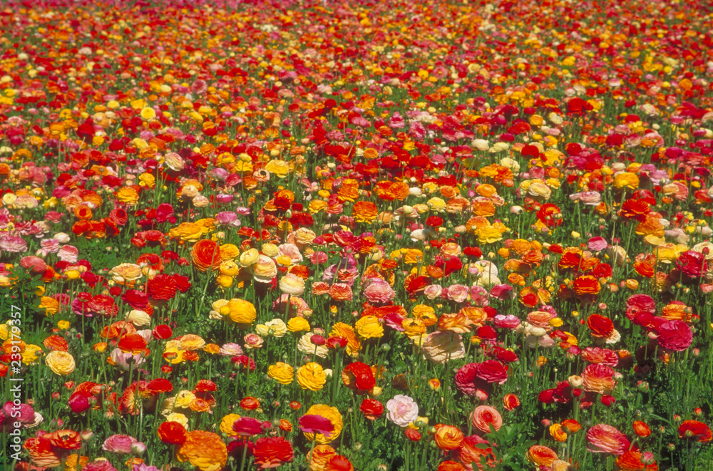 Colorful Flower field in Carlsbad, California