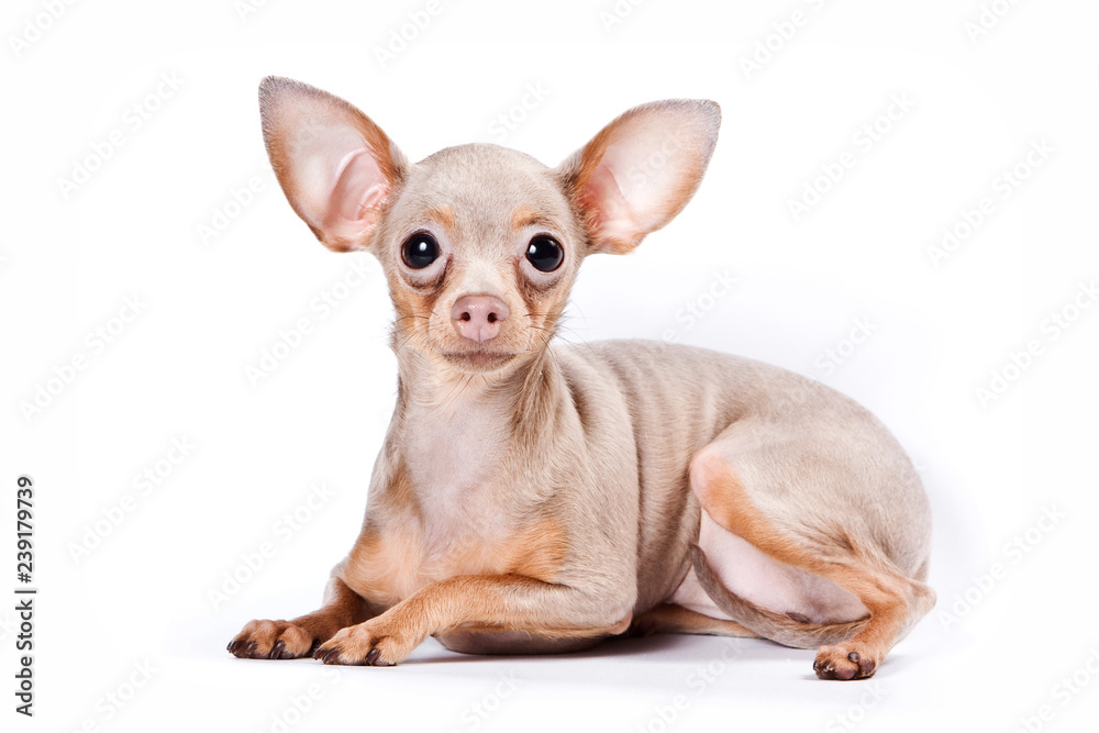Cute puppy of russian toy terrier (isolated on white)