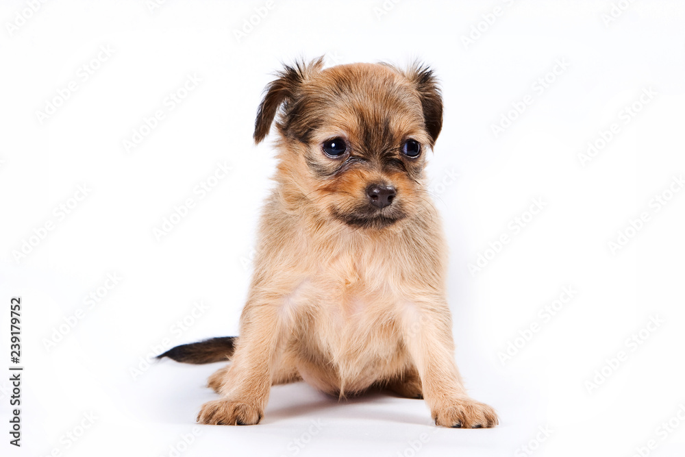 Cute puppy of russian toy terrier (isolated on white) Cute puppy of russian toy terrier (isolated on white)