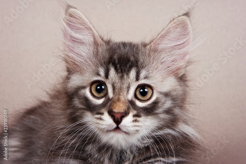 Fluffy gray striped kitten Siberian cats on a gray background