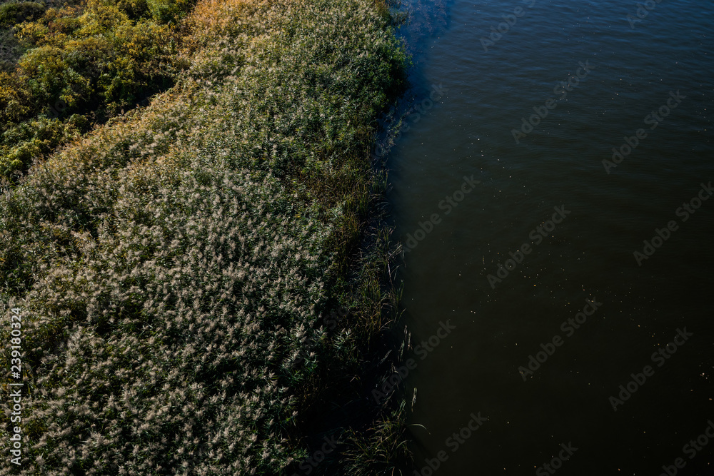 Reed and water edge. Swampy river bank Reed and water edge. Swampy river bank