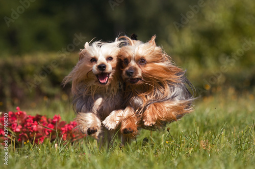 Two york dogs running into the camera through the grass