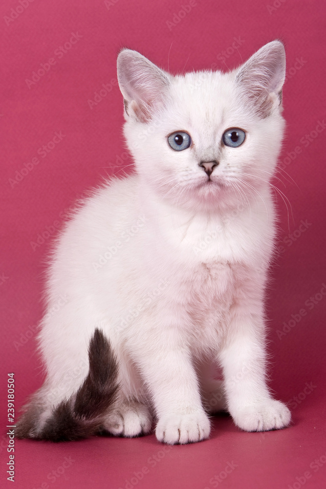 Fluffy tabby kitty British cat on a red background